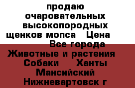 продаю очаровательных высокопородных щенков мопса › Цена ­ 20 000 - Все города Животные и растения » Собаки   . Ханты-Мансийский,Нижневартовск г.